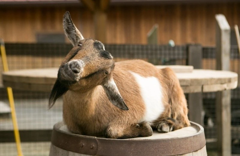 Stedelijk Domein Kiewit