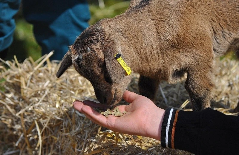Kinderboerderij Pietersheim