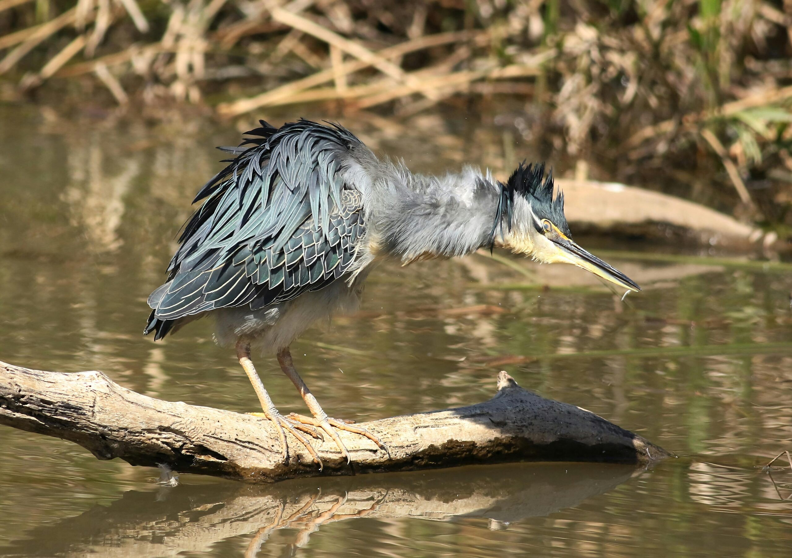 Natuurgebied De Wijers